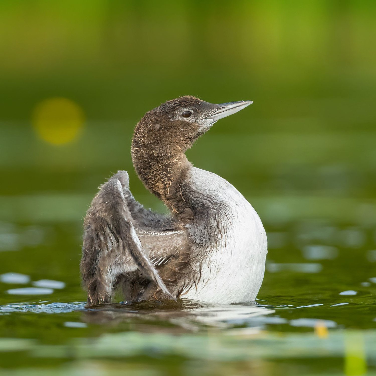Loons raise another young one